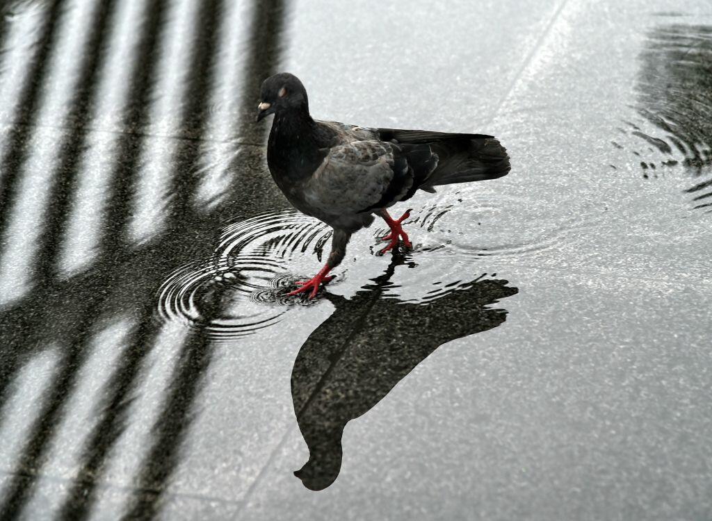 A pigeon walks through a puddle after it rained in Singapore on May 18, 2017. / AFP PHOTO / ROSLAN RAHMAN        (Photo credit should read ROSLAN RAHMAN/AFP/Getty Images)