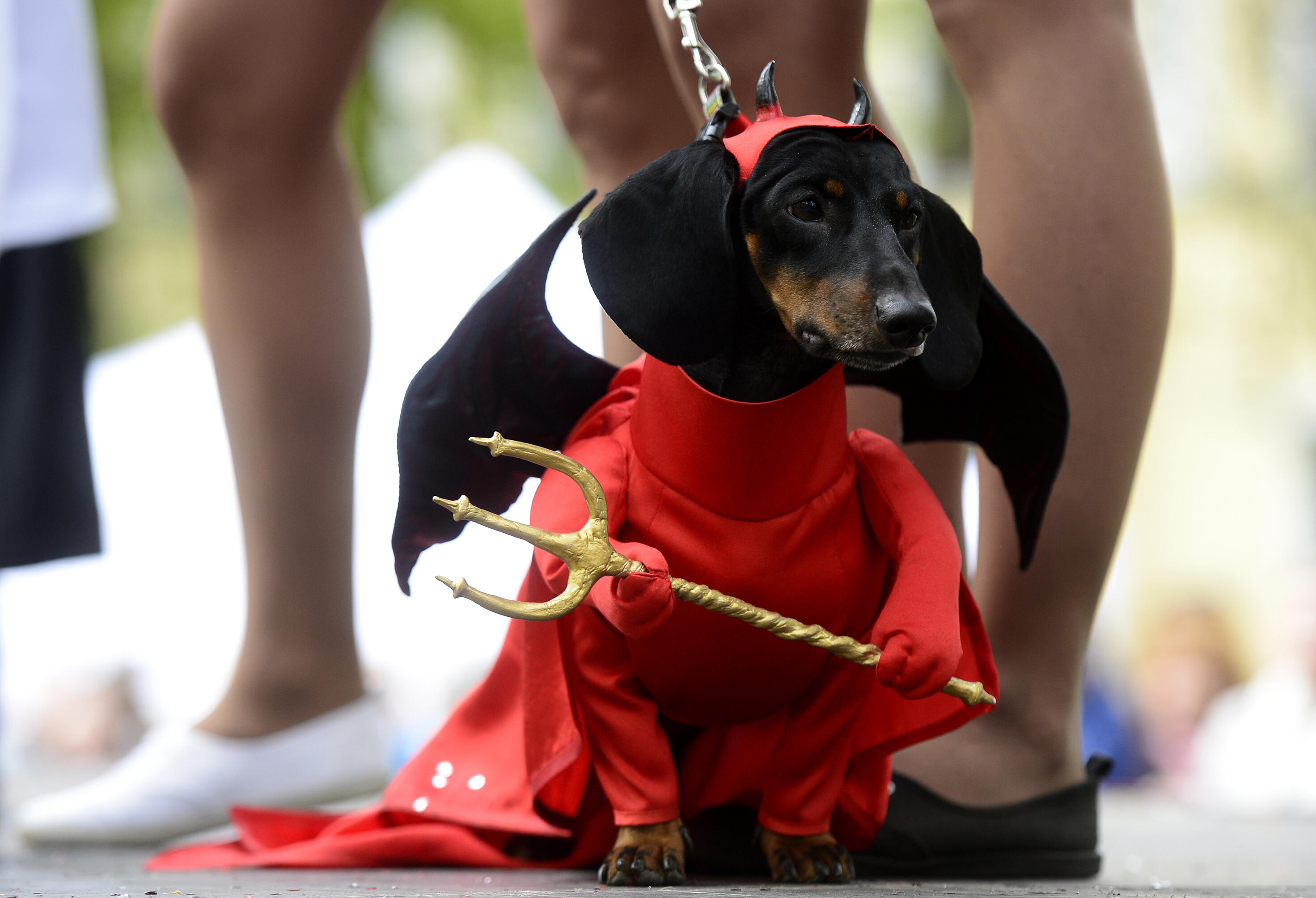 A dachshund dog wears a Prince of this World or devil costume during an annual dachshund parade in Saint Petersburg, on May 27, 2017. / AFP PHOTO / OLGA MALTSEVA        (Photo credit should read OLGA MALTSEVA/AFP/Getty Images)