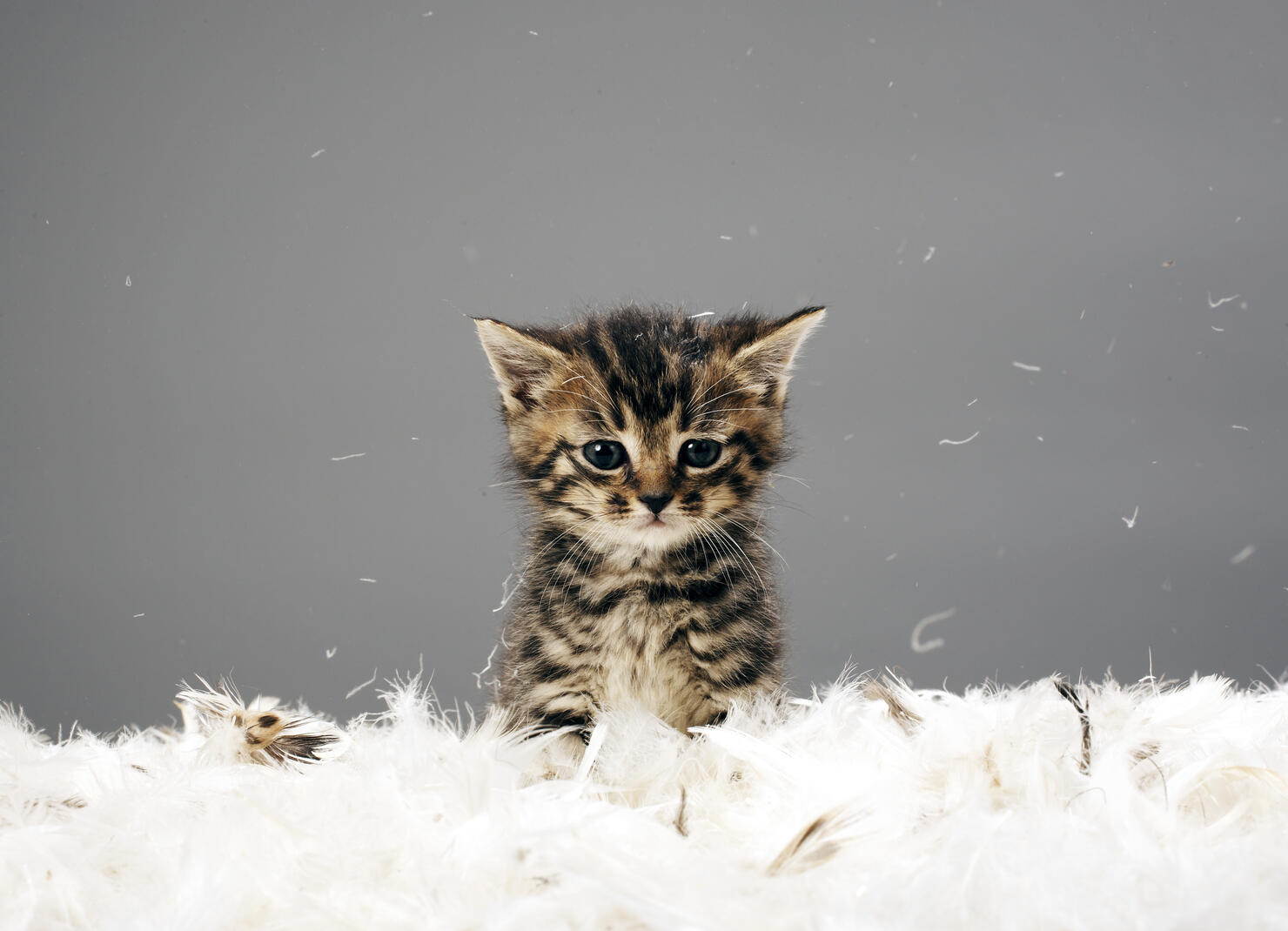 Pillow Fight Kitty