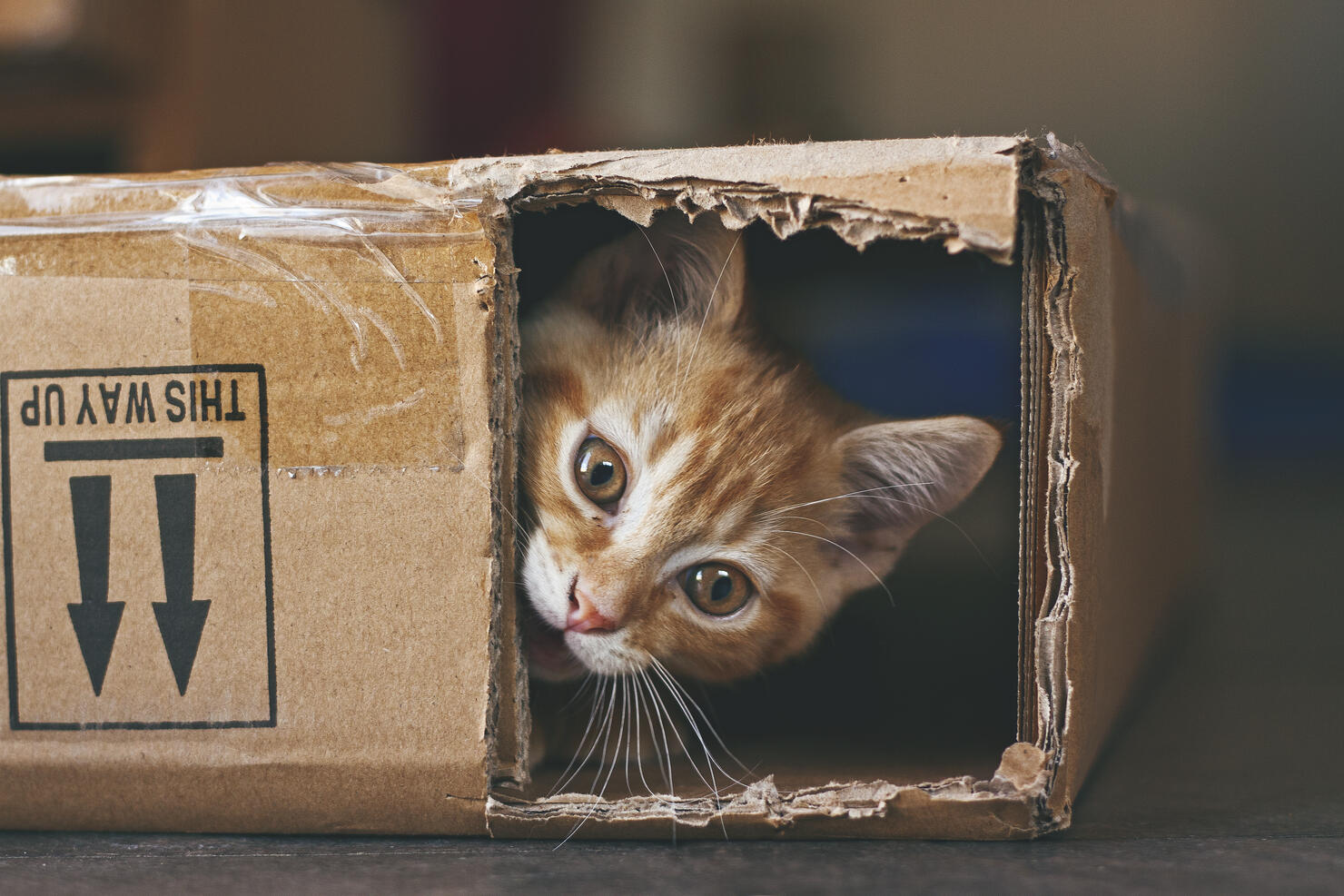 Box kitty.