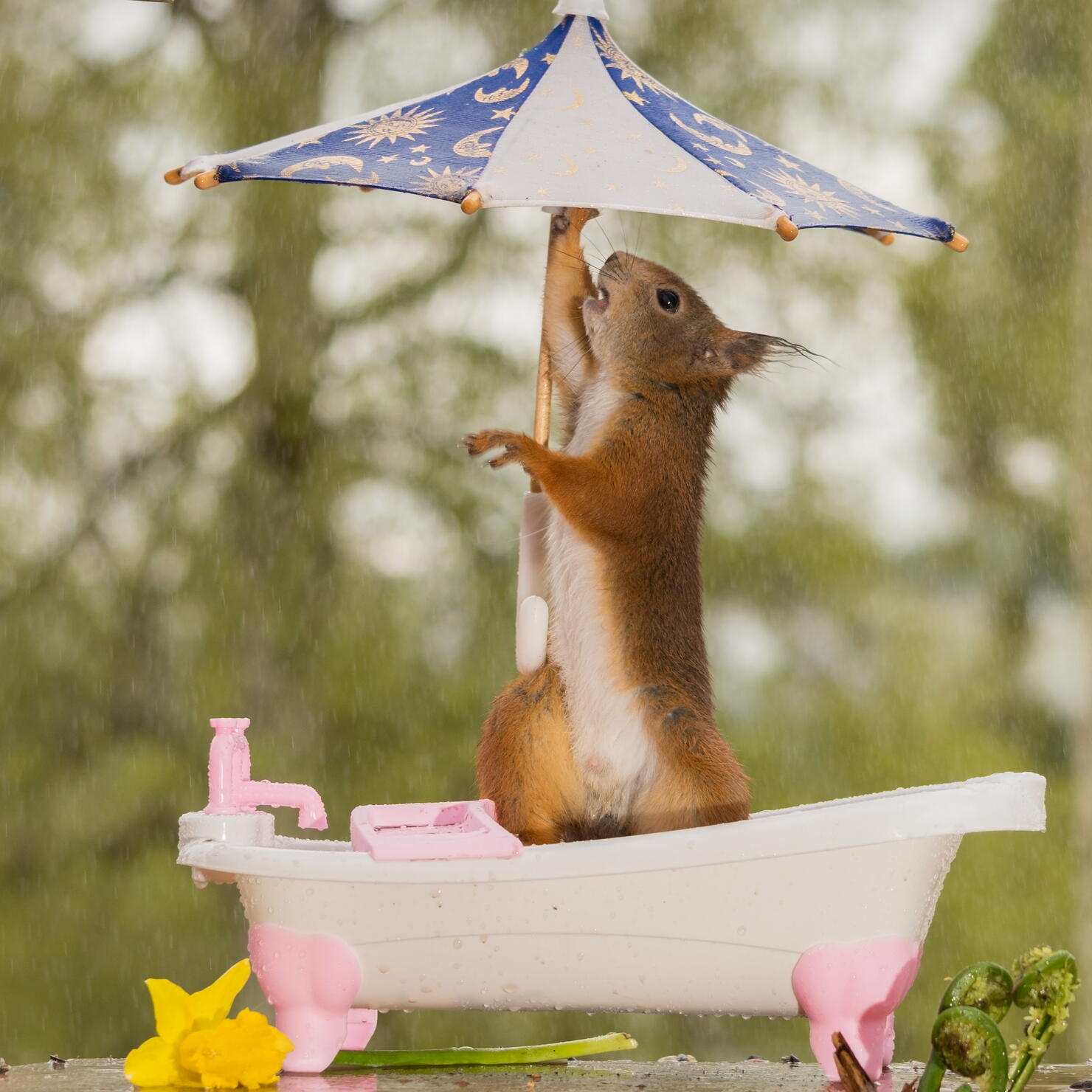 Squirrel preparing for the rain.