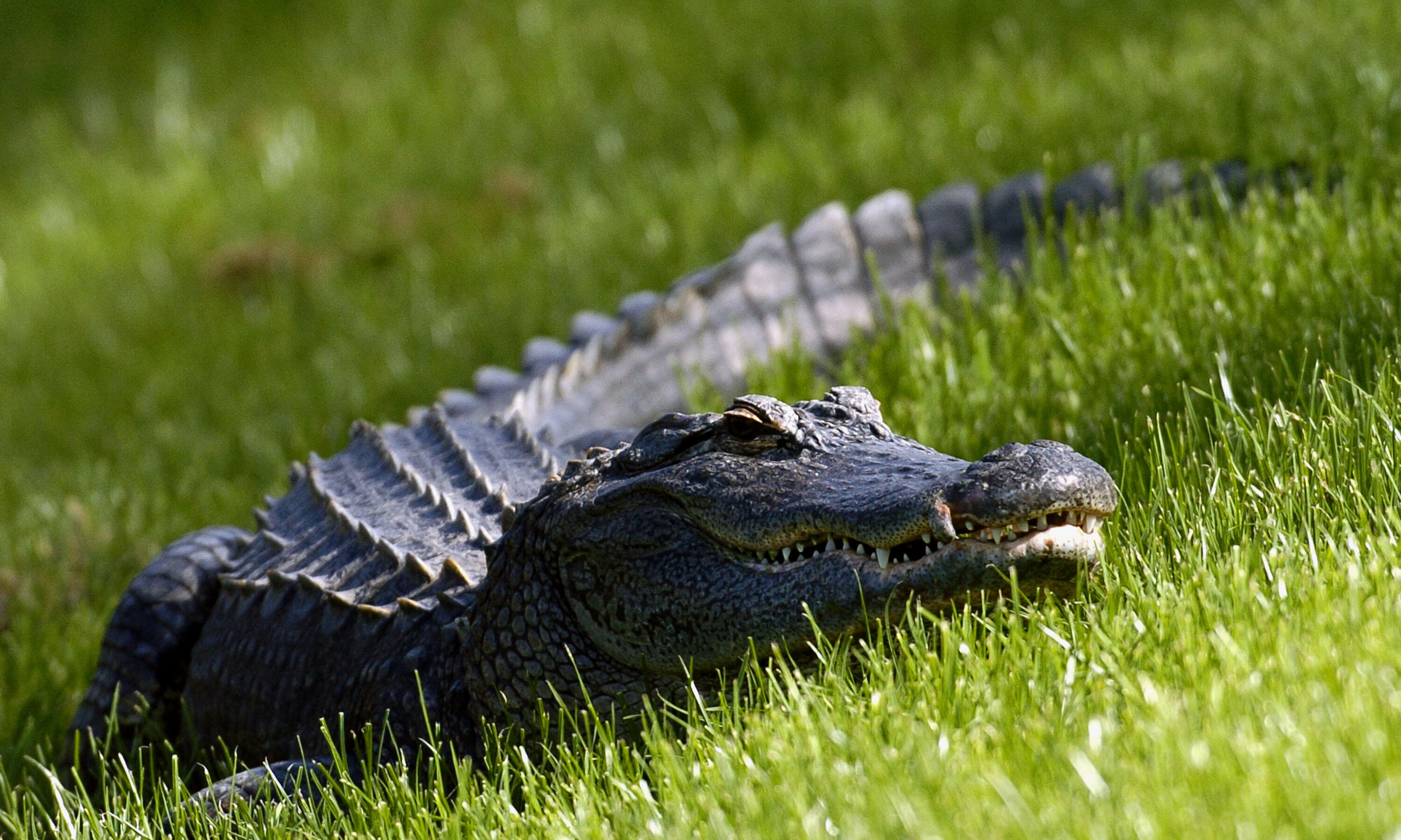 Alligator. Аллигаторы в США. Миссисипский Аллигатор фото. Американка Аллигатор. Крокодил в траве.