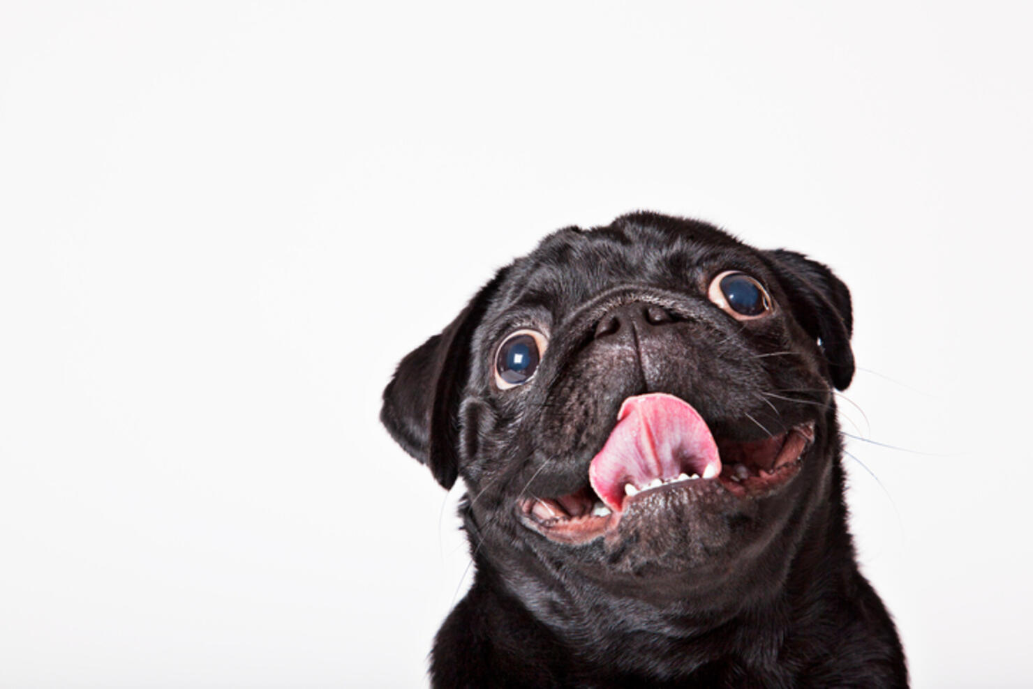 Close up of dog's panting face