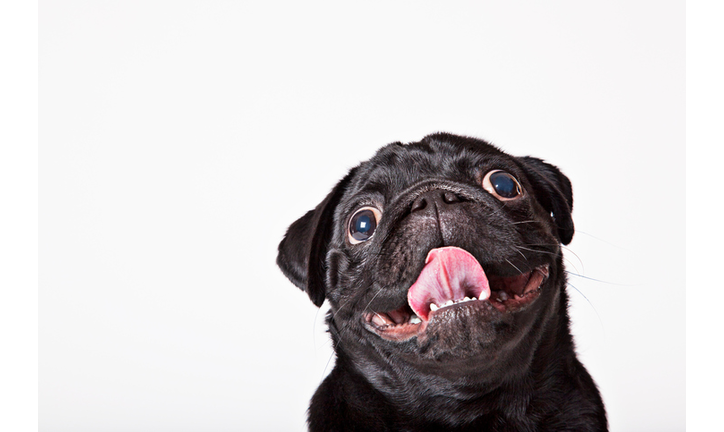 Close up of dog's panting face