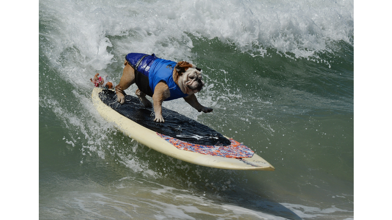 US-ANIMAL-SURF-DOG