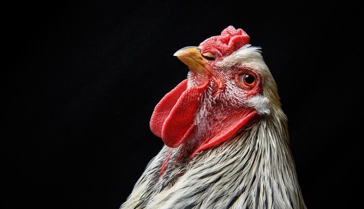 Chickens On Display At The 2016 Poultry Show