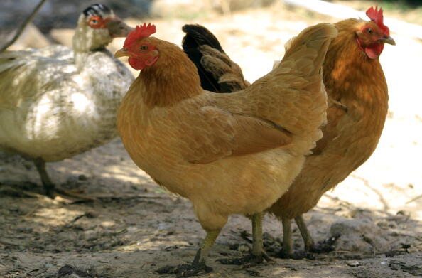 Chickens are seen inside an enclosure at a farmer's home in suburb Nanjing, east China's Jiangsu province on April 10, 2013. China has detained at least 12 people for spreading false rumours about H7N9 bird flu, government statements showed on April 10, a