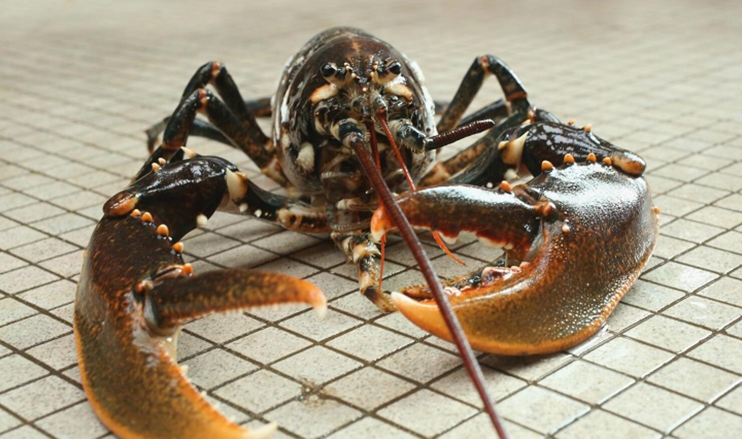 Scientists Release Lobsters To Repopulate Former Habitat