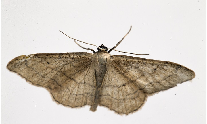 Why Are Moths Dusty?