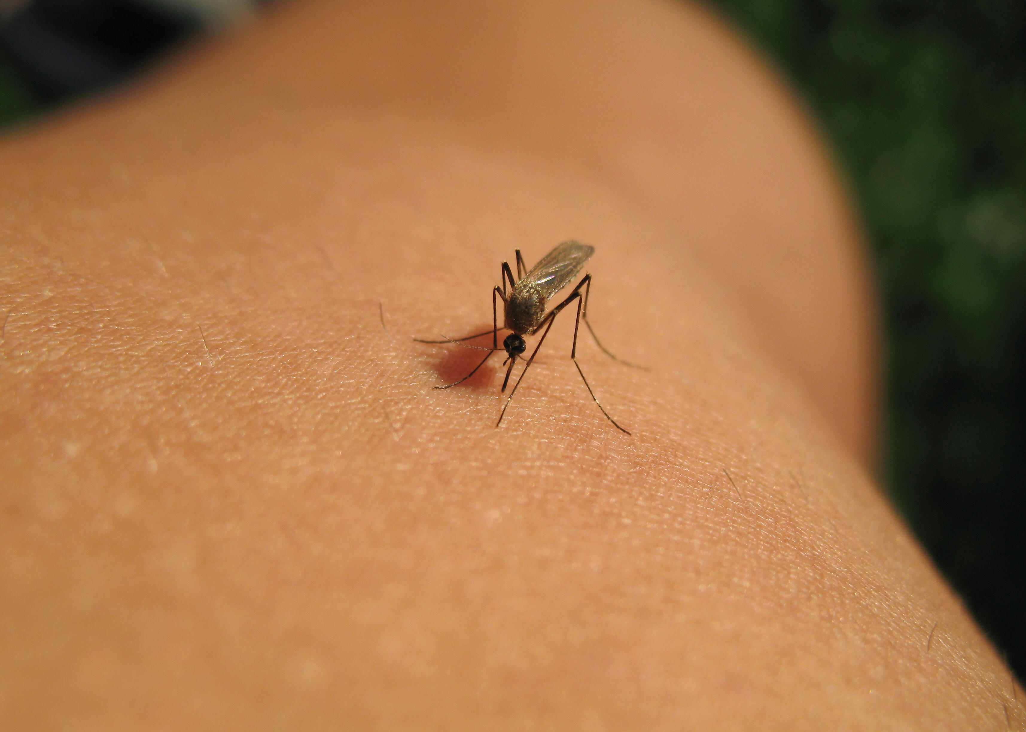 Почему укус комара. Укусы насекомых комаров.