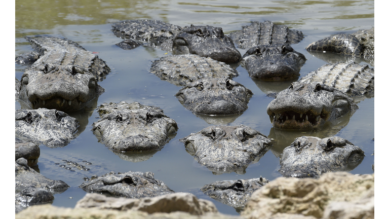 US-ANIMAL-ALLIGATORS-CONSERVATION