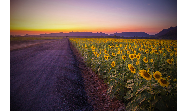 Field of blooming sunflowers on a background sunset or twilight