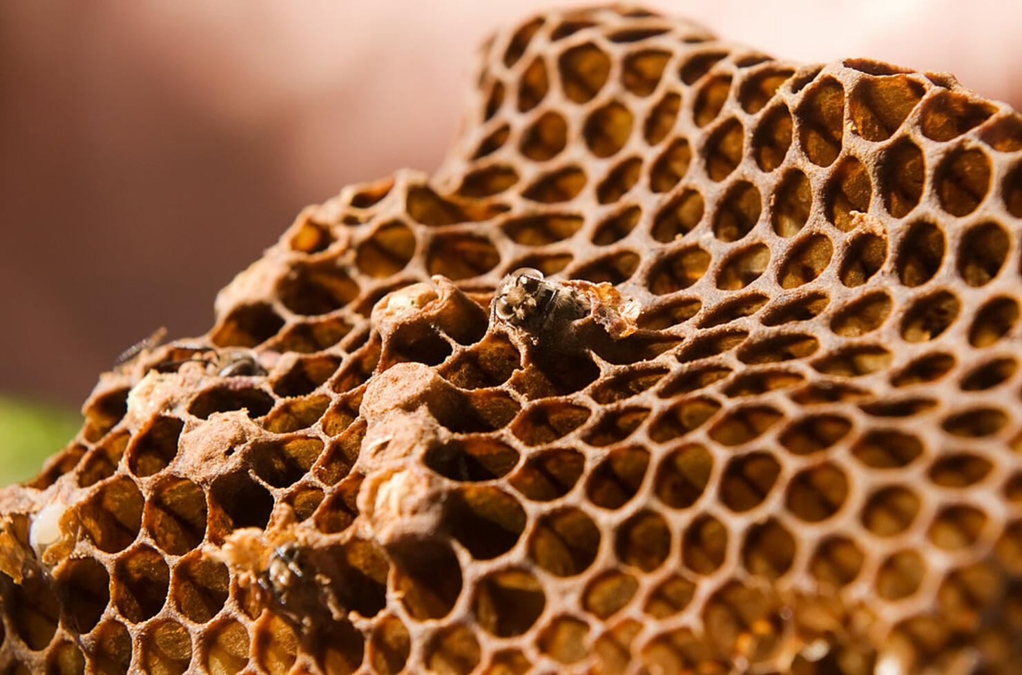 Do You Have Trypophobia?