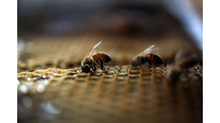 Obama Administration Announces New Measures To Protect Bee Populations
