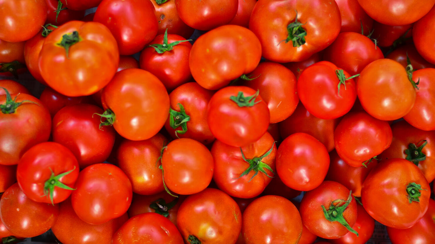 Pack of tomatoes
