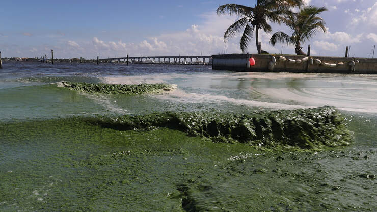 Florida Rep. Fears Lake Okeechobee Toxic Discharge - Flipboard