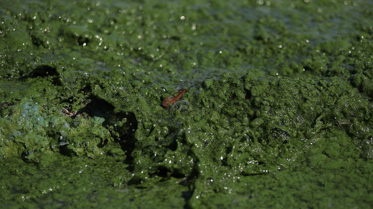 Health Alert Issued For Blue-Green Algal Bloom In Lake ...
