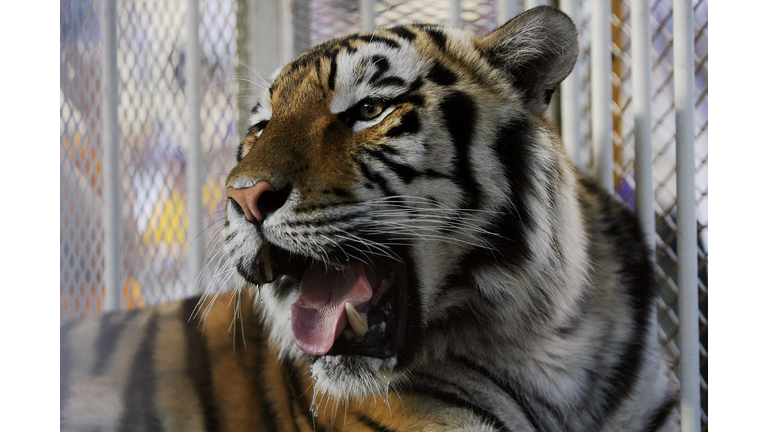 LSU Mike The Tiger Getty Images