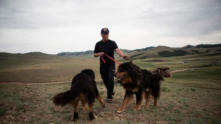 Бурят монгольский волкодав фото с человеком