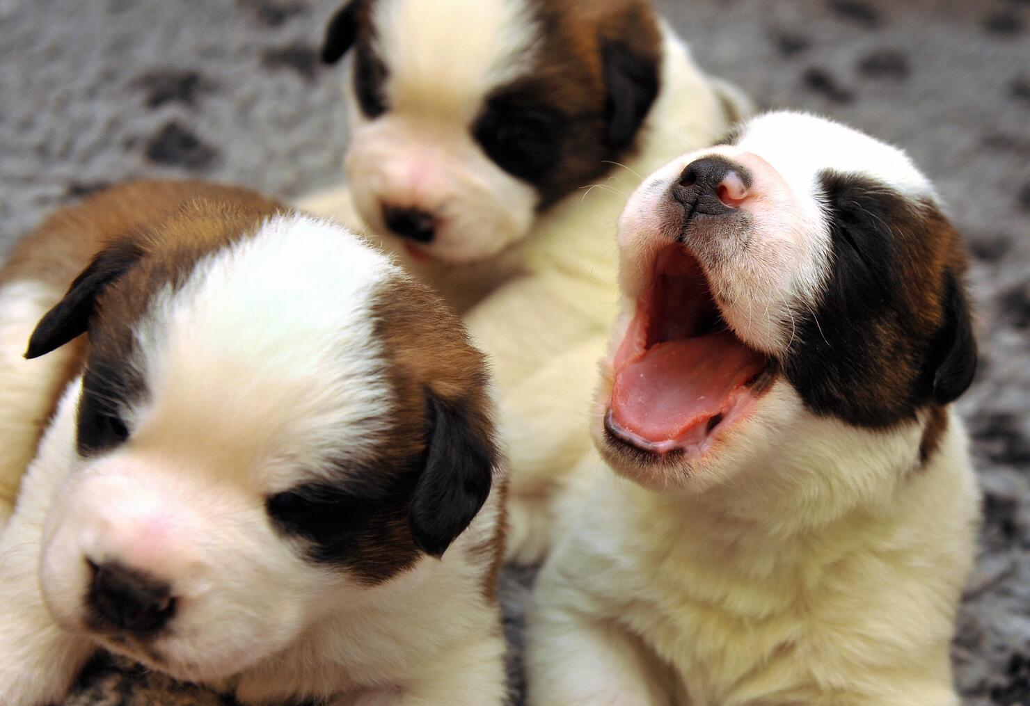 "Helllllllooooooooooooooo!"