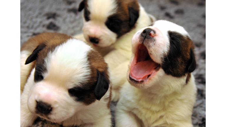 "Helllllllooooooooooooooo!"