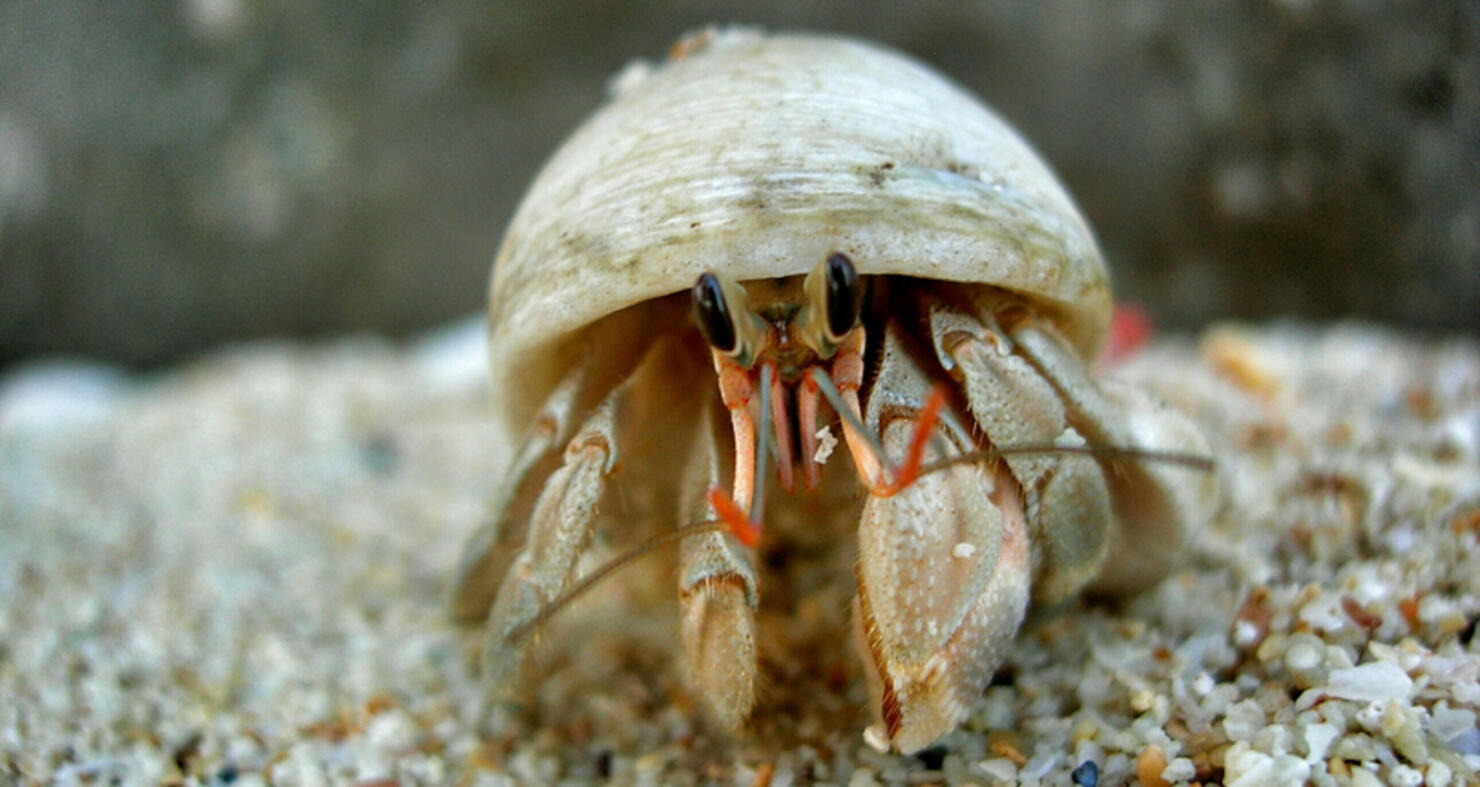 World's Scariest Hermit Crab Finds The Most Creepy 'Shell' To Live In ...