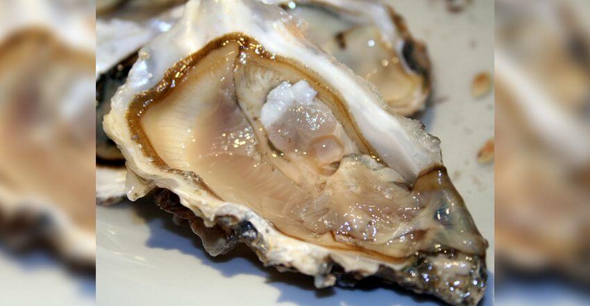 Sex Crazed Oysters Are Getting Herpes And It S Killing Them Iheart