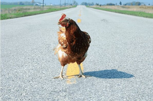 brown chicken crosses road