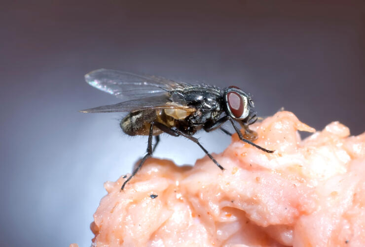 Why You Should Never Eat Food If A Fly Landed On It iHeartRadio