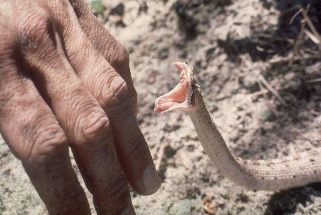 U of A Researcher Developing Anti-Snake-Venom Therapy | iHeart