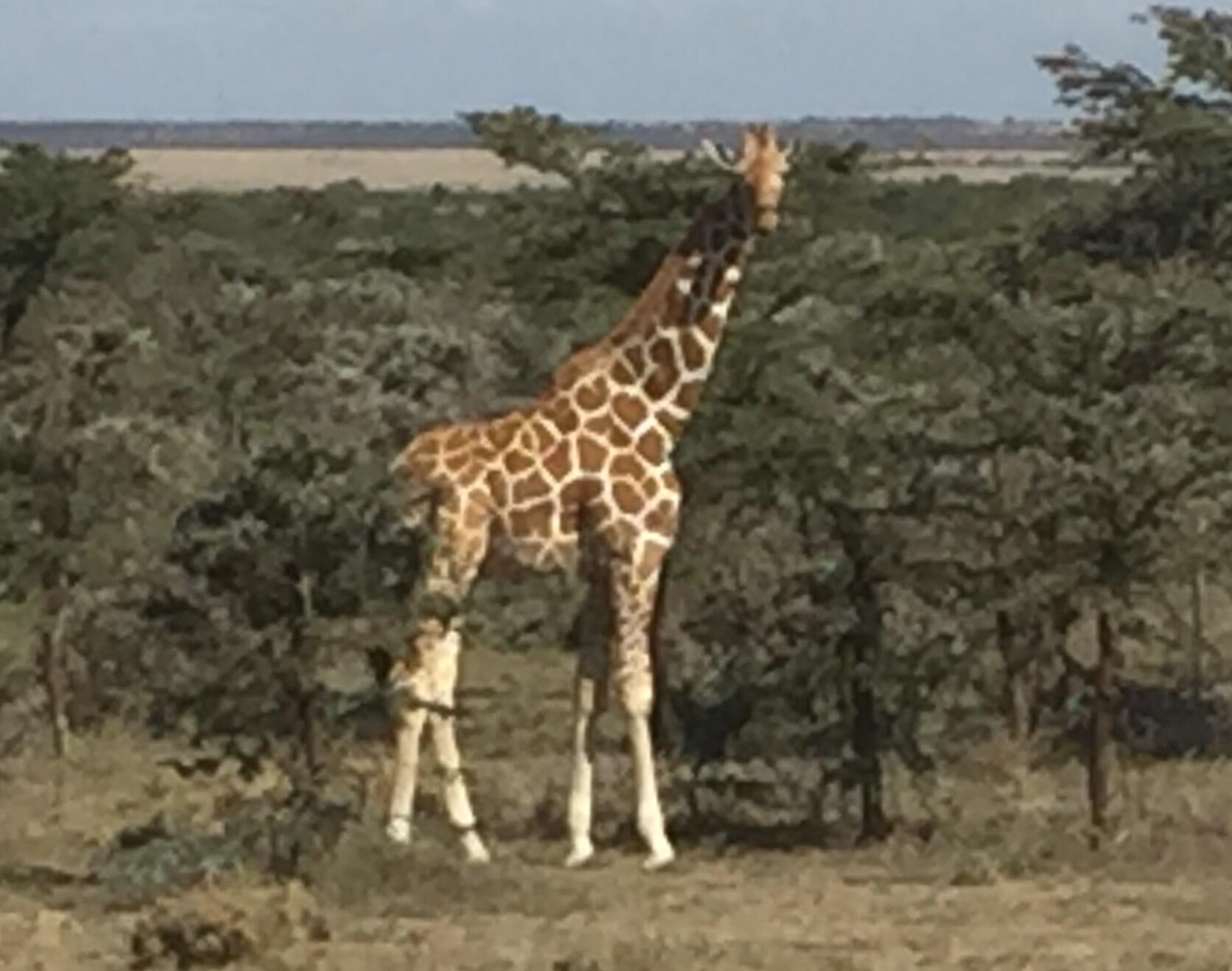 Drunk Guy Rides A Giraffe  - Thumbnail Image