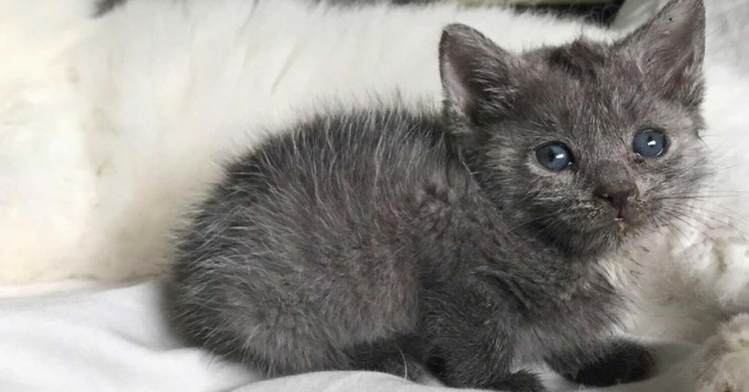 Котенок серо белый