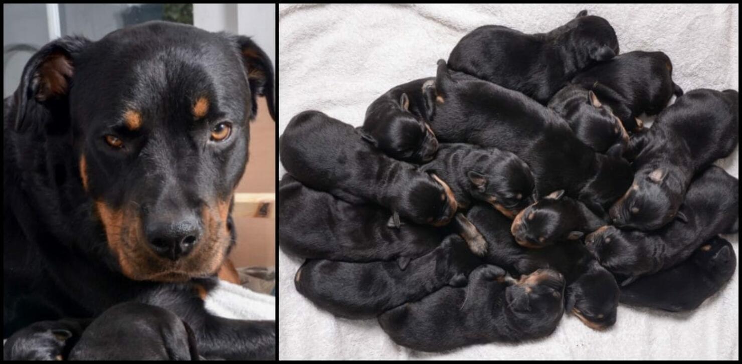 Rottweiler Gives Birth At Night And The Pups Keep Coming Until 15 Are Born  | iHeart