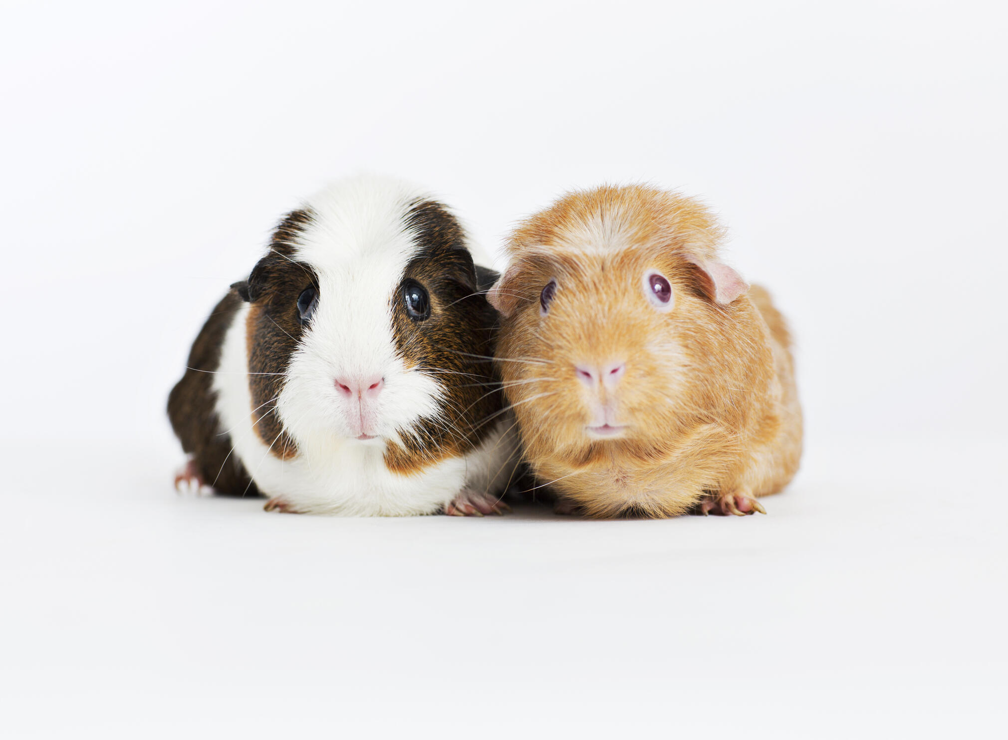 Cute hairless guinea sales pig