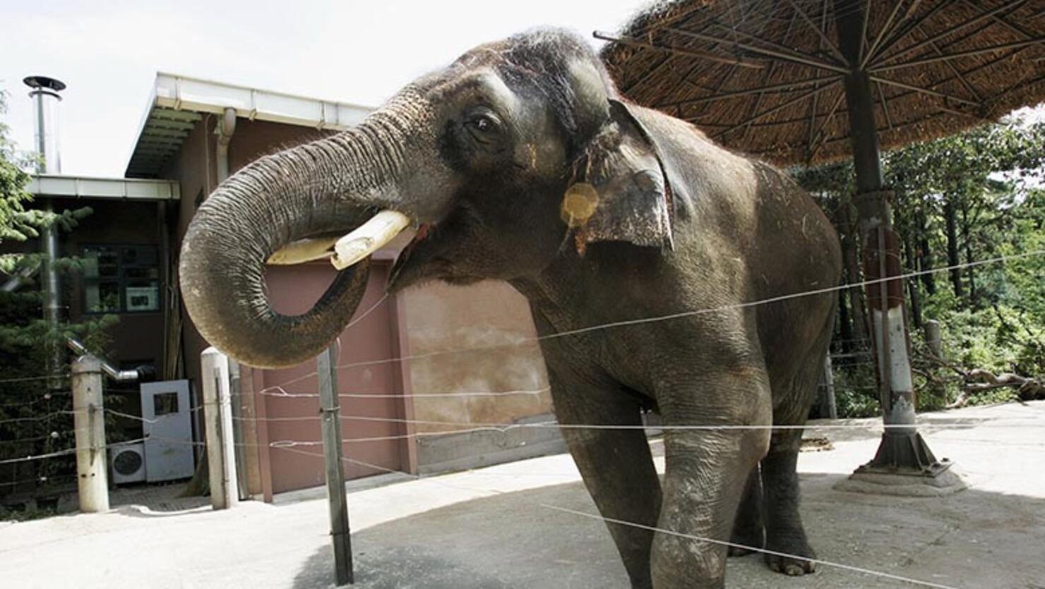 'Unpreventable Tragedy': Elephant Attacks, Kills Handler | iHeart