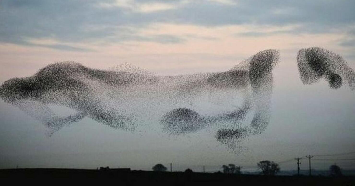 Scientists Explain The Bizarre Bird Behavior Humans Have Been ...