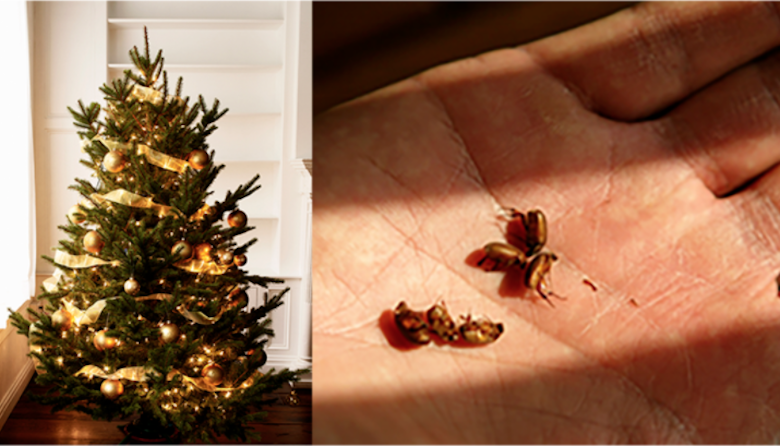 Your Christmas Tree Could Be Infested With Up To 25,000 ...