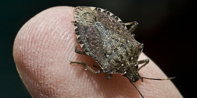 New Species of Stink Bug showing up in Iowa homes | iHeart