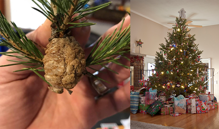 If You See This Brown Thing On Your Christmas Tree, Throw It Out Fast | iHeartRadio