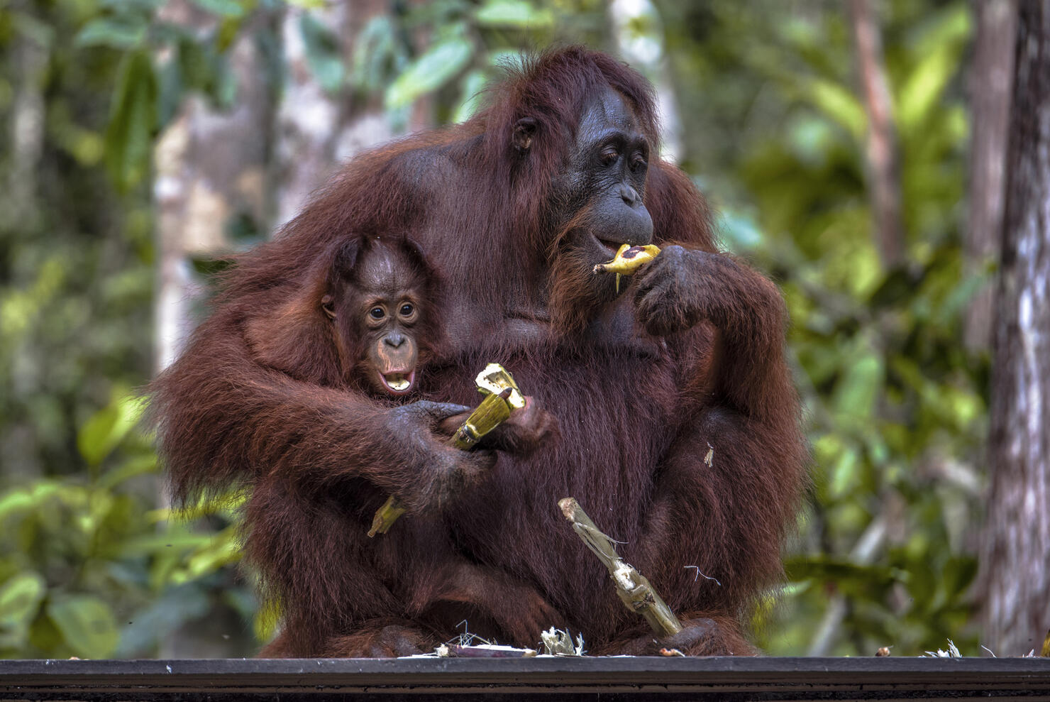 10 Animals Are in Serious Danger of Becoming Extinct in 2018 | iHeart