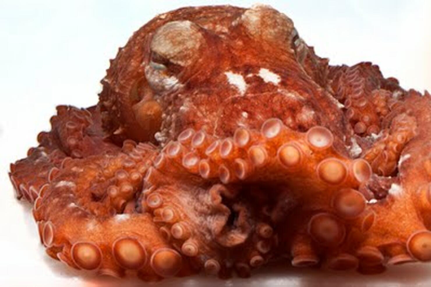 Giant Pacific Alaskan Octopus Tentacles - Fresh - Chef's Choice