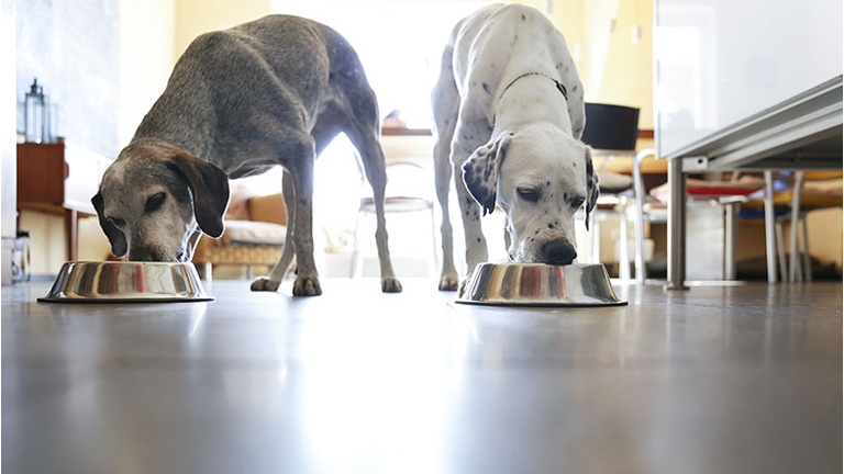 6 Things to Consider When Buying Your Pet Food