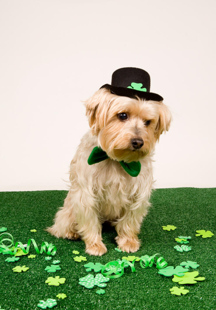 St. Patrick's Day Pets | iHeartRadio