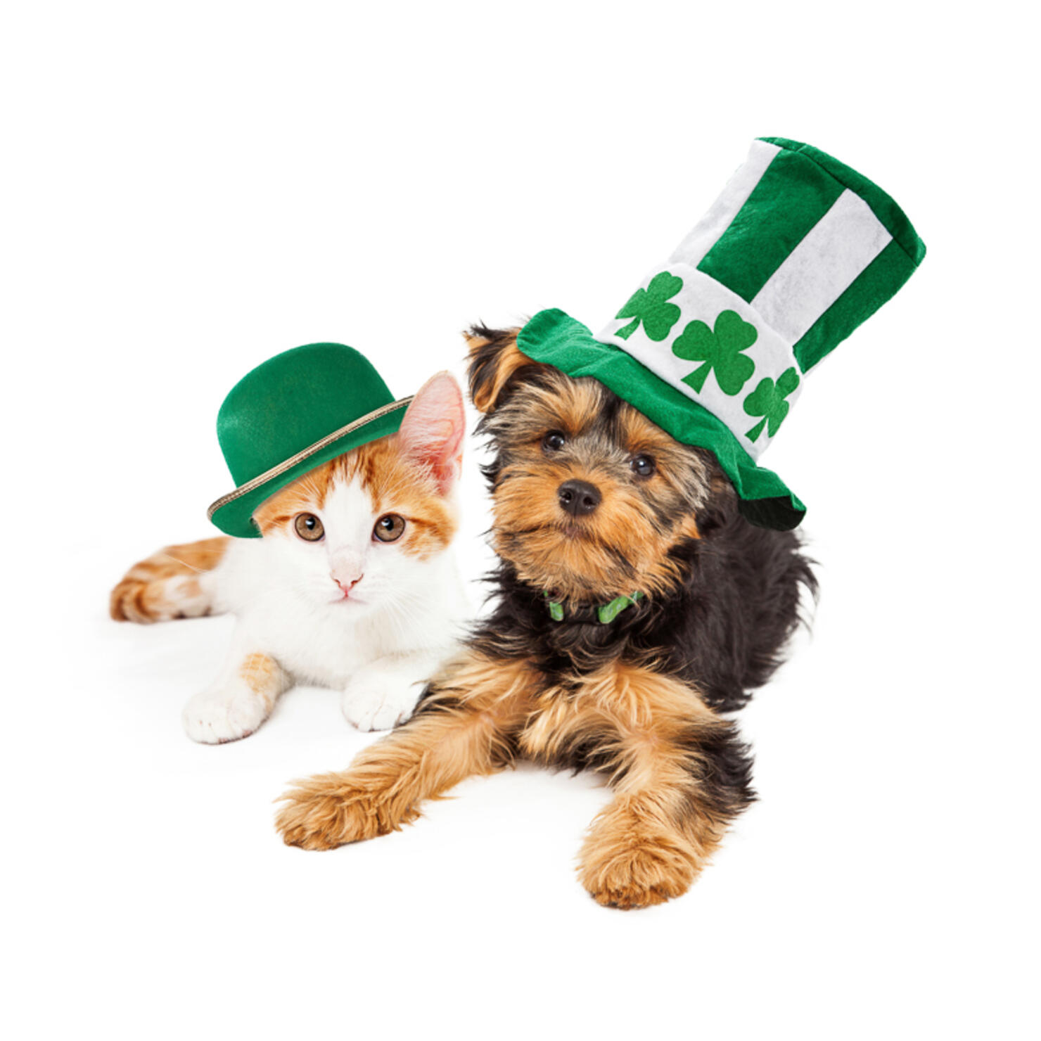 st patricks day dogs and cats