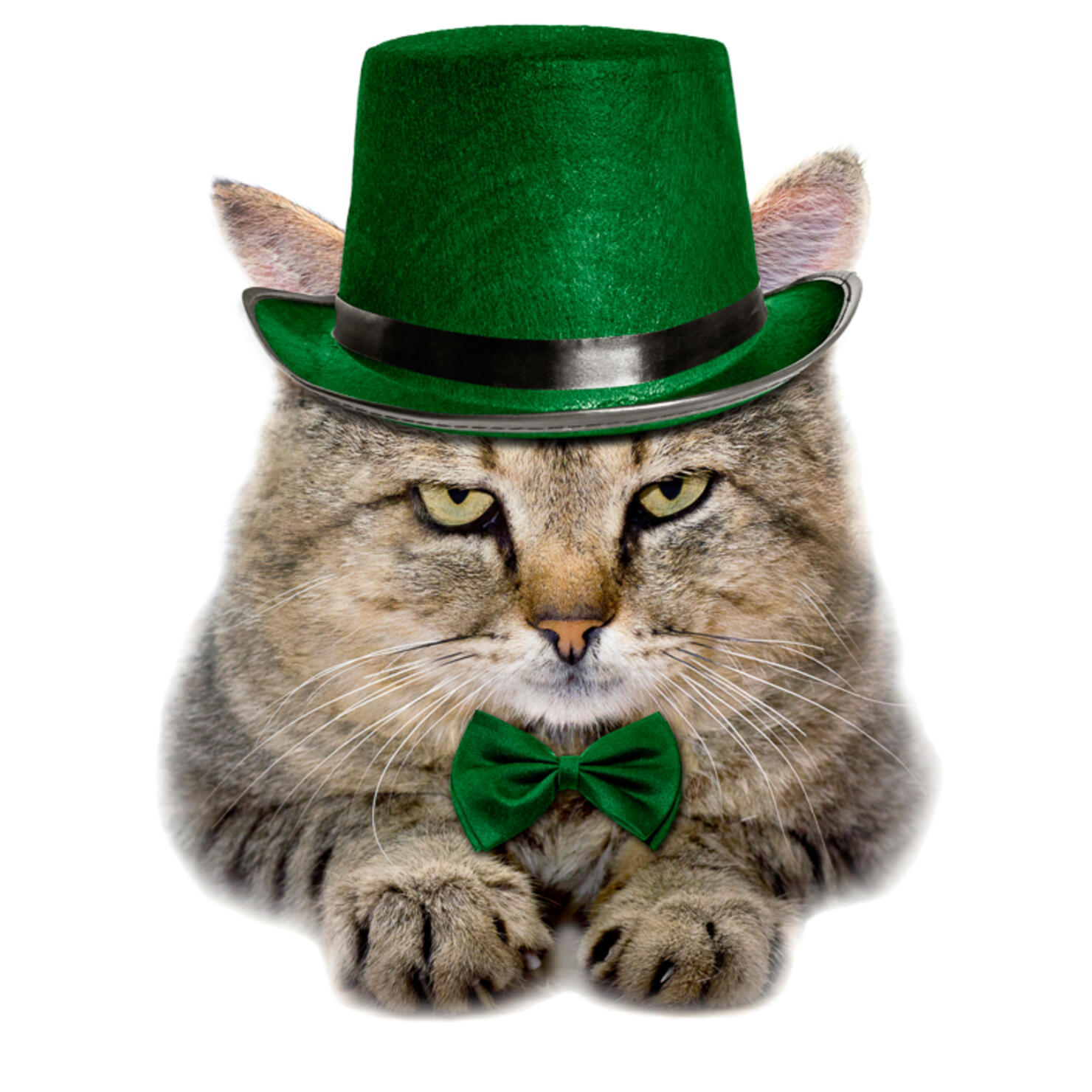 st patricks day pet photos