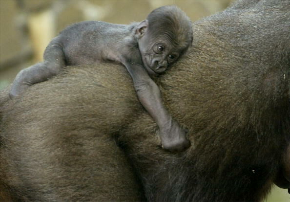 Baby Gorilla