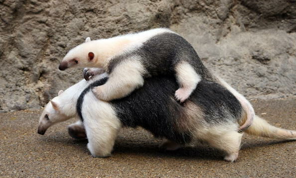 Baby Anteater