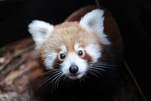 Baby Red Panda