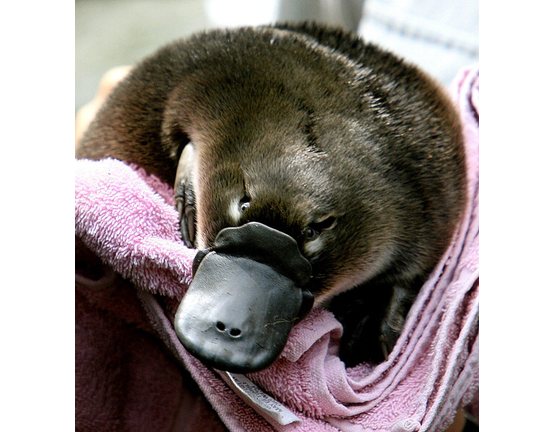 Baby Platypus