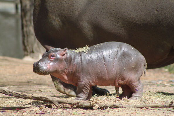 Baby Hippo